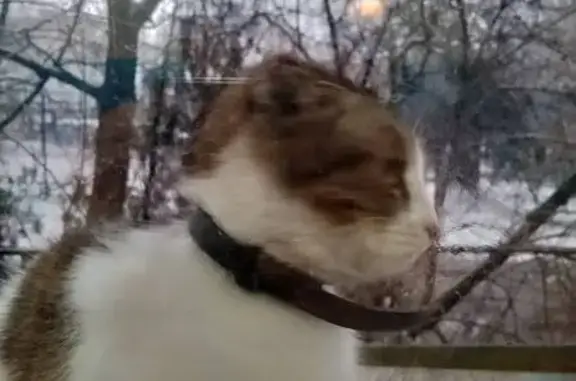 Найдена кошка, Ленинградская, фото: Кошка найдена, ул. Советов 21, Ленинградская