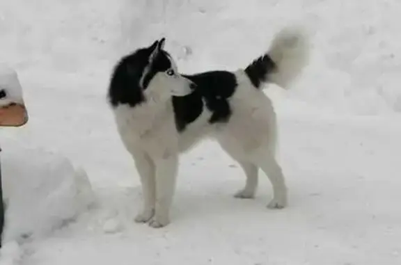 Хаски найден в Придорожном, Курганская обл.