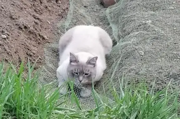 Кошки потеряшки, Нижние Серги, фото: Потеряшка кошка Нафаня, ул. Пионеров, 4