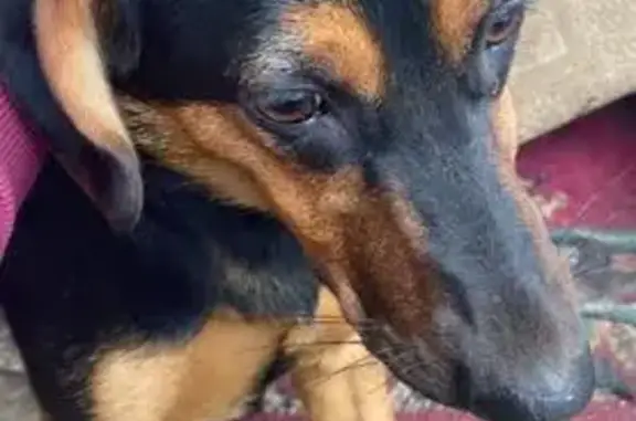 Собака найдена: ул. Ермака, 9, Иваново