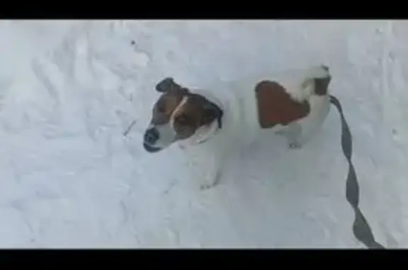 Найдена собака, Екатеринбург, фото: Найден Джек Рассел на Ангарской, 62