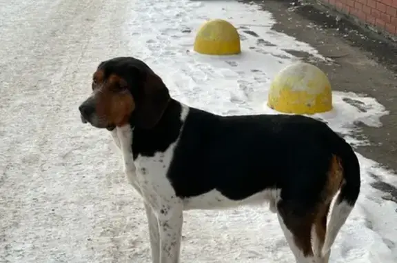 Найдена собака, Чебоксары, фото: Собака найдена на Марпосадском шоссе