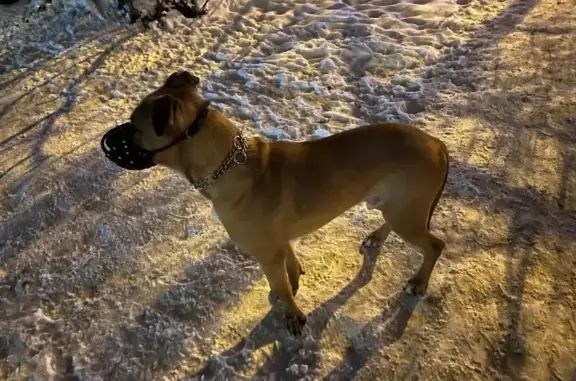 Объявления о пропавших и найденных животных, Екатеринбург, фото: Собака найдена на Уральской 76, Екатеринбург