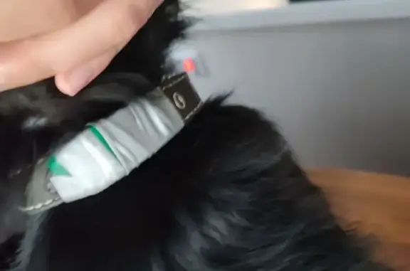 Собака найдена: Архангельск, ул. Тимме 22к2