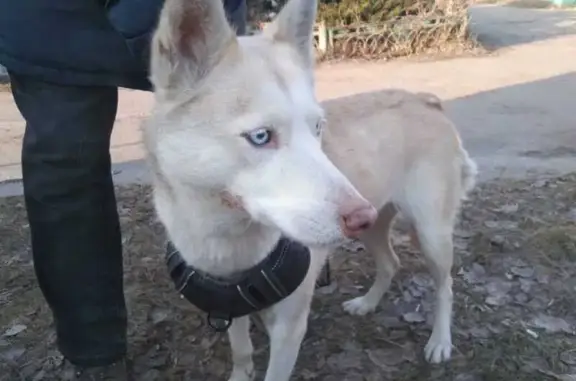 Найдена собака, Москва, фото: Найдена хаски на Курганской, 1г, Москва