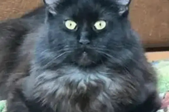 Кошки потеряшки, Ейск, фото: Потеряшка чёрная кошка, Тенистая, Ейск