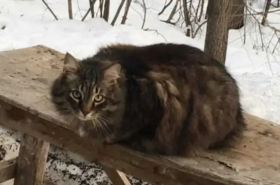 Пропала кошка, Волжское шоссе, Самара