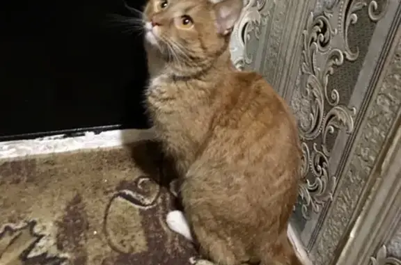 Найдена кошка, Дзержинск, фото: Найдена рыжая кошка, Дзержинск, пр. ЛК 36