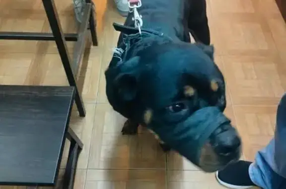 Найдена собака, Волгоград, фото: Собака найдена: Ополченская 53, Волгоград