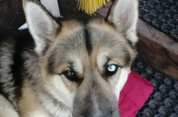 Найдена собака, Калужская область, фото: Найдена собака, Нара, Калужская область