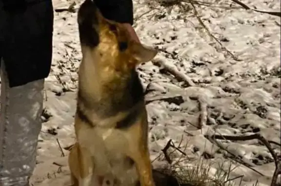 Найдена собака, Кстово, фото: Найдена собака у подъезда, Кстово, 7