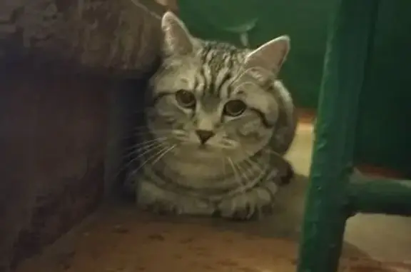 Котик найден у светофора, ул. Ленина, Серов