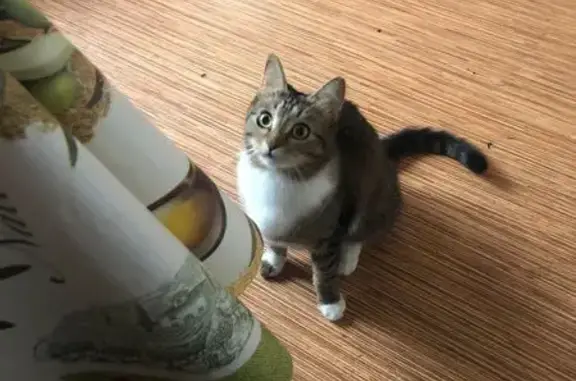 Кошки потеряшки, Москва, фото: Потеряшка кошка, Волжский бульвар, 43/33