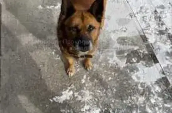 Собаки потеряшки, Новокузнецк, фото: Потеряшка собака, Новокузнецк, 32К-2