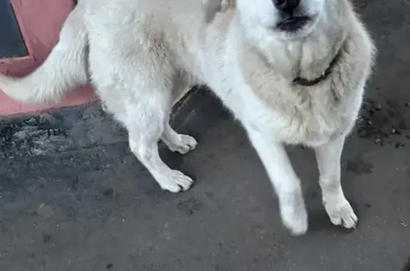 Найдена собака, , фото: Найдена собака на Калининградской улице