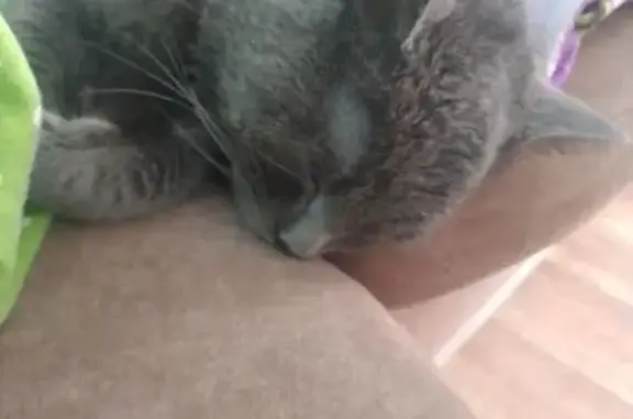 Кошка найдена: ул. Крупской, 93А, Минусинск