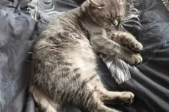 Кошки потеряшки, Йошкар-Ола, фото: Потеряшка кошка, Ленинский проспект, 57