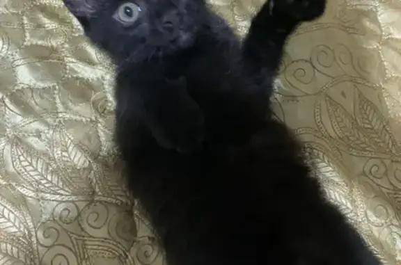 Кошки потеряшки, Сельцо, фото: Потеряшка кошка, Матросова 1А, Сельцо