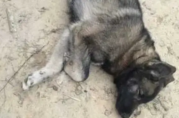 Собака найдена, д. Сенькино, Орехово-Зуево