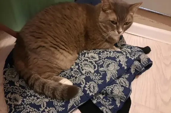 Объявления о пропавших и найденных животных, Тверь, фото: Пропала кошка, Волжский проезд, Тверь