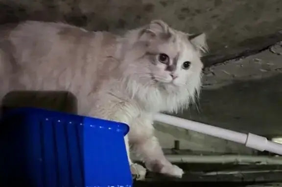 Найдена кошка, Новосибирск, фото: Кошка найдена: Первомайская 132, НСК