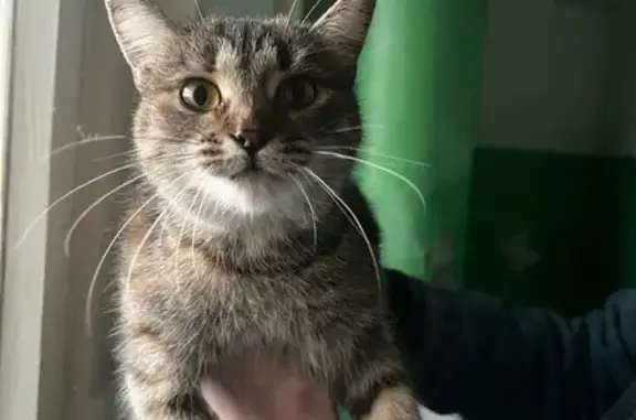 Кошка найдена: 2-й Давыдовский пр., 73
