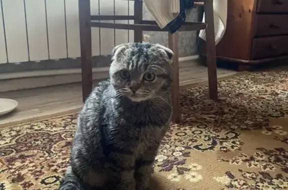 Объявления о пропавших и найденных животных, Великие Луки, фото: Кошка найдена: ул. Парижской Коммуны, 16