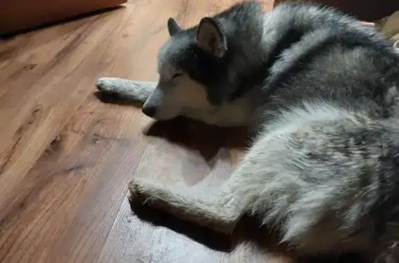 Найдена собака, Калининская, фото: Найден хаски, ст. Калининская, нужен хозяин