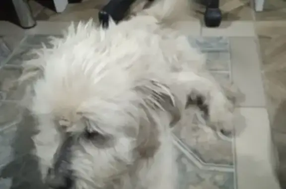 Найдена собака, Краснодар, фото: Собака найдена: 