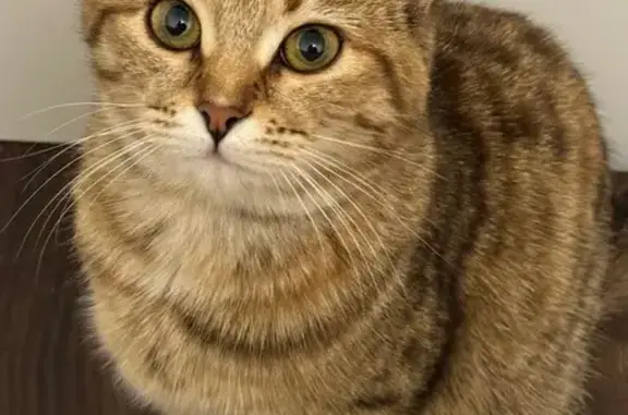 Кошка найдена, Великанова 12, Рязань