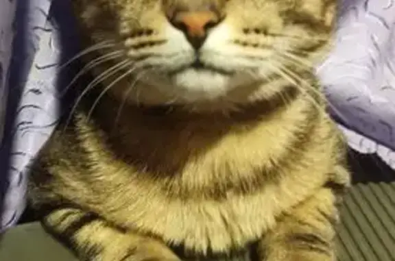 Кошки потеряшки, Ярославль, фото: Потеряшка Барсик, ул. Блюхера 30/16, Яр.