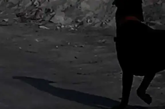 Найденные животные Комсомольск-на-Амуре, фото: Собака найдена на Успенского, 20