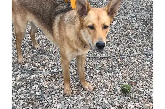 Собаки потеряшки, Кимры, фото: Потеряшка собака, ул. Шевченко, 82, Кимры