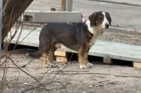 Найдена собака, Москва, фото: Собака найдена: СВХ, Москва