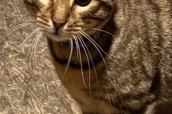 Найденные животные Тверь, фото: Найдена кошка на Петербургском шоссе, 14