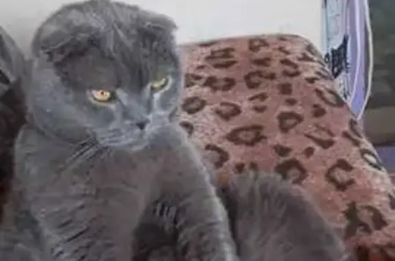 Кошки потеряшки, Кострома, фото: Потеряшка серый кот, Некрасовское шоссе