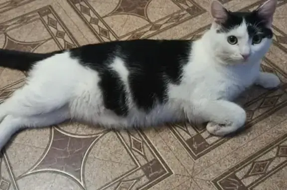 Кошки потеряшки, Зеленодольск, фото: Потеряшка кошка, ул. Карла Маркса, Зеленодольск