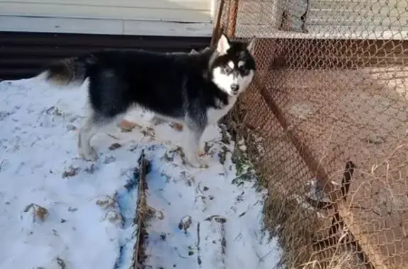 Найдена собака, 1-я Талицкая ул., Иваново