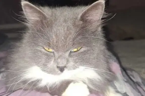 Кошки потеряшки, , фото: Потеряшка кошка Чуча, Бригадная ул.