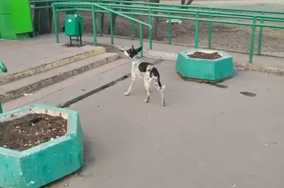 Собака найдена: ул. Мусы Джалиля, 5к1