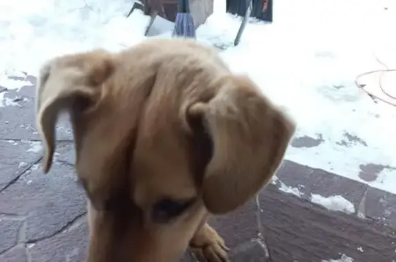 Рыжий кобель найден на Придорожной, Курган