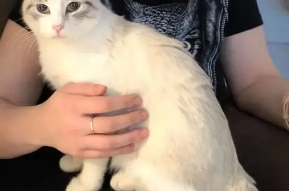 Кошки потеряшки, Воскресенск, фото: Потеряшка кот, МО, бело-серый окрас