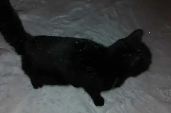 Кошка найдена, Плодовоягодный пер. 6