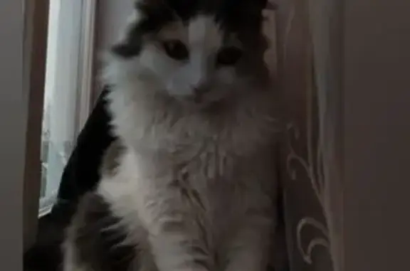 Кошки потеряшки, , фото: Потеряшка кошка Лаки, ул. Коммунистическая Горка