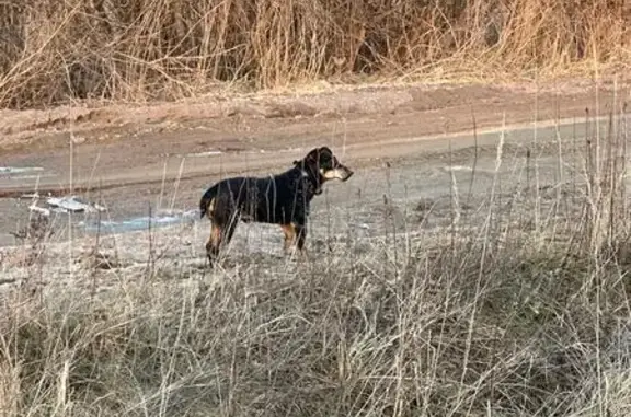 Найдена собака, , фото: Найдена собака, Голубево, 27К-090