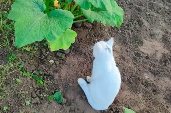 Объявления о пропавших и найденных животных, Тверь, фото: Пропал кот Снежок, ул. Веселова, д. 24