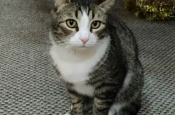 Кошки потеряшки, Светлый Яр, фото: Потеряшка кот, Полевая ул., Светлый Яр