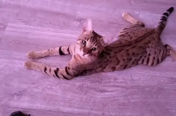 Кошки потеряшки, Лахденпохья, фото: Потеряшка кот, ул. Трубачёва, 12, Лахденпохья