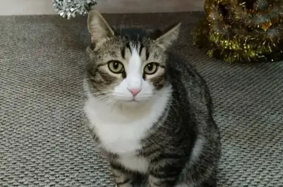 Кошки потеряшки, Светлый Яр, фото: Потеряшка кошка, Полевая ул., Светлый Яр