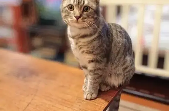 Кошки потеряшки, , фото: Потеряшка кошка, Школьная 29, Лямино